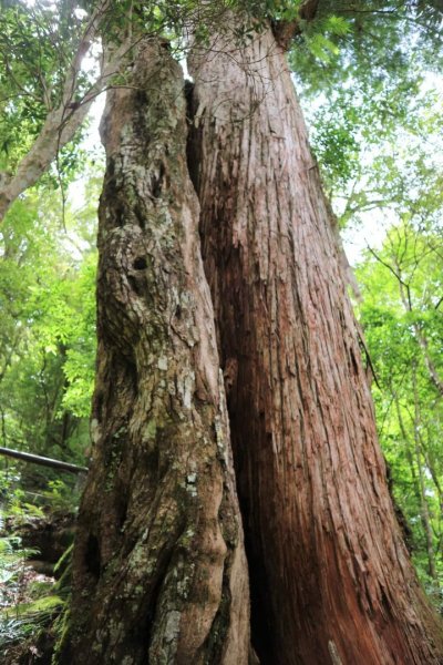 〔桃園復興〕拉拉山巨木，史詩級魔幻森林，75公頃紅檜 扁柏森林浴2237077