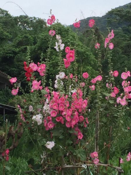 飛鳳山-中坑山-牛欄窩山-石壁潭山326033