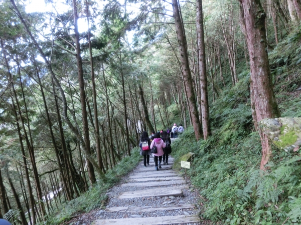 棲蘭山莊．神木園．明池93482