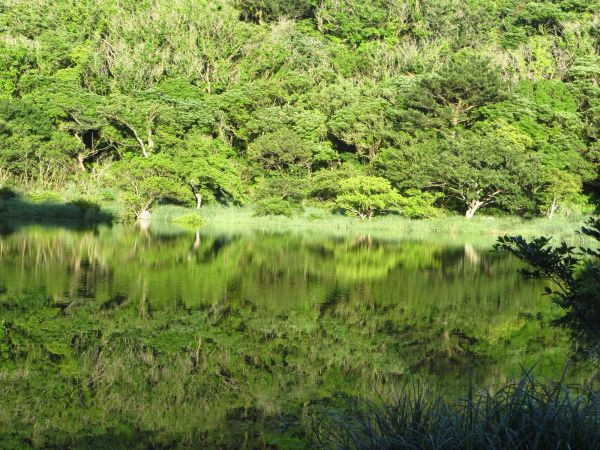 豪大梅雨後寧靜向天池湖沼枝額蟲現蹤跡133669