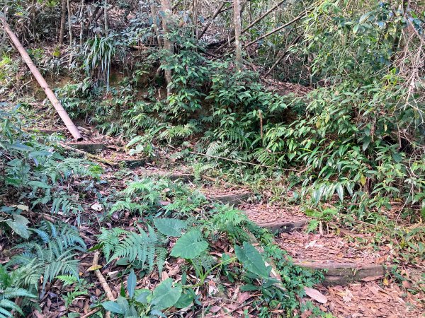 後尖山步道2683560