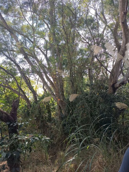 穿霧隘勇線-中三鹿2991752