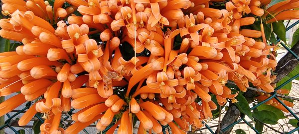 2025/022/22_峨眉湖環湖步道2719275