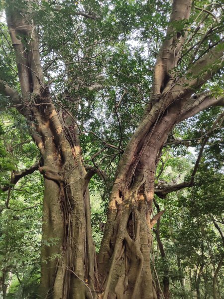 臺北大縱走第一段：關渡至二子坪2790233