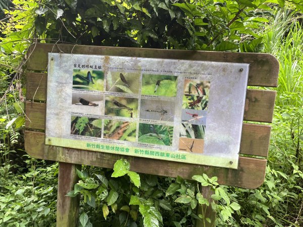 [皮皮獅探險隊-06/10] 2025_0706 四寮溪生態步道2831970