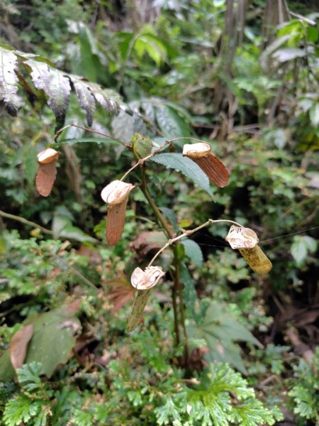 虻彈山 桑留守山 桑留守山東北3099140