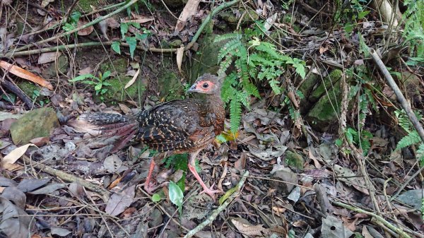 【保育】芙蓉山拾獲藍腹鷴鳥蛋 幼鳥孵化長成重返山林