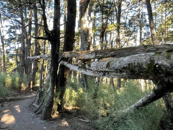 一日南橫二星人品爆發2995796