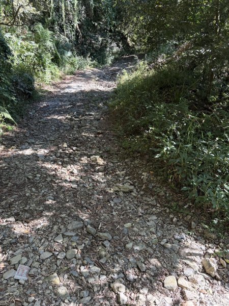 20251116鳴海山、網子山登山步道2938343