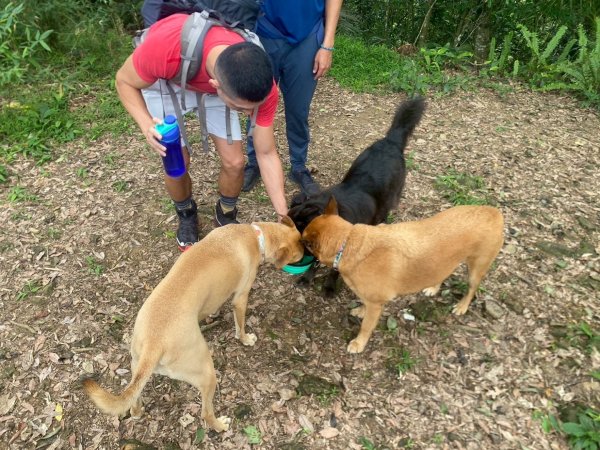 苗栗縣獅潭鄉鳴凰古道O型縱走2803692