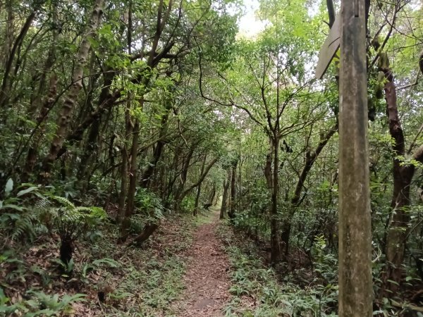 內湖區大丘田保甲路+開眼山+白石湖山+白石湖山東峰+大邱田山+消防山O型2858930