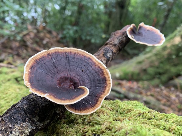 20251220嘉義凸龜山-芙蓉山-天福山2973811