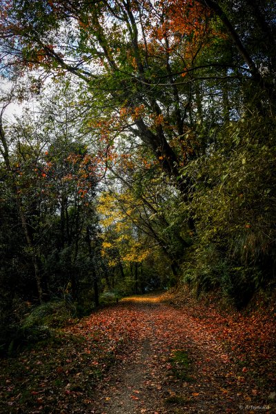 [冬訪大霸聖山岳參行]-大鹿林道東線榆金楓紅與九九山莊精選輯2974708