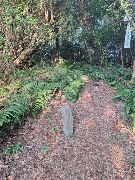 冬山梅花湖中山步道+大陂丘山202509292901677