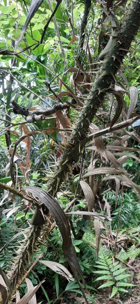 20200509 暖暖 - 威惠廟960900