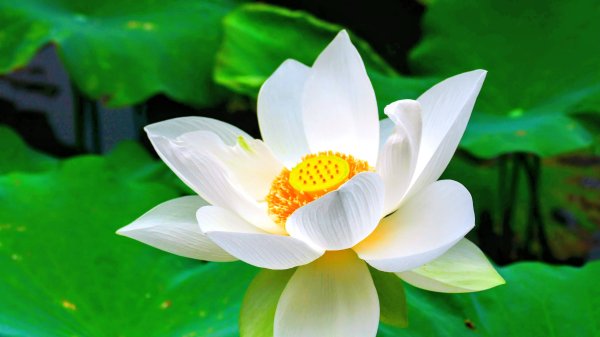 翼豆（楊桃豆）3067592