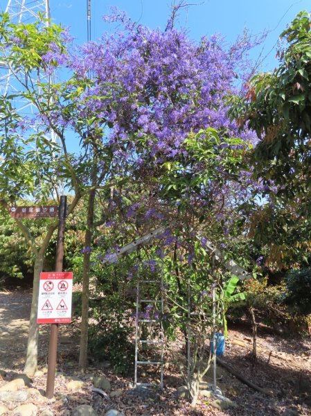 南投草尾嶺步道(賞血藤花)3031420