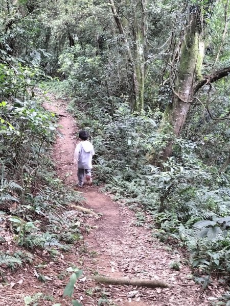 關西赤柯山、東獅頭山步道2262846