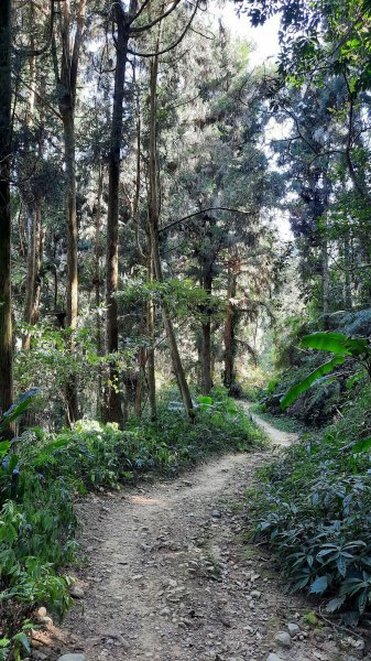 《南投》竹林台灣杉｜溪頭山竹崙山志騰山O繞202302182035925