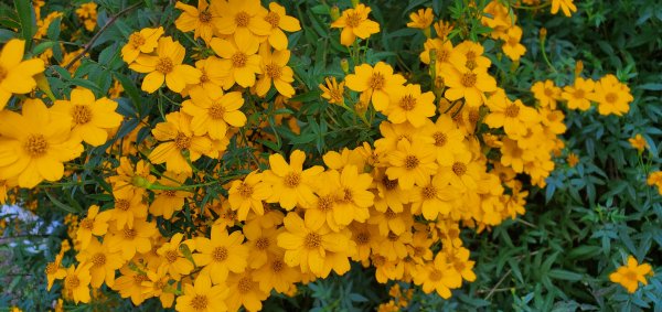 2025-01-30迷糊步道2704469