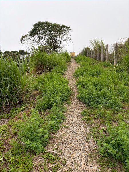新北 林口 國際AI智慧園區-工一森林小徑-雪花步道-祖師巖登山步道-湖內公園3019080