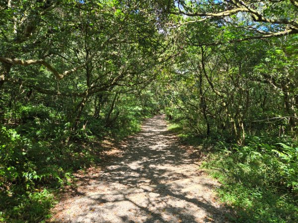 大屯主峰-連峰步道環形（小百岳）2904379