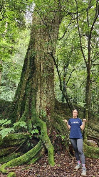 【中級山縱走】觀雪縱走（雪見大板根，仰天神木，北坑山，司馬限林道）2741257