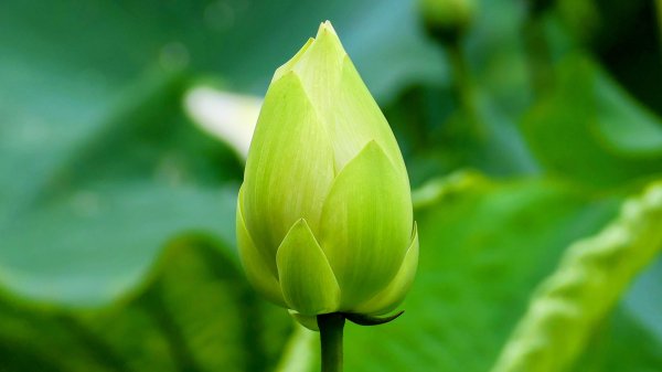 大尖山步道2833783