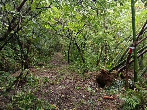 雙溪區中坑橋+中坑西山尾稜+中坑西山+內盤山坑古道+中坑橋O型2929517