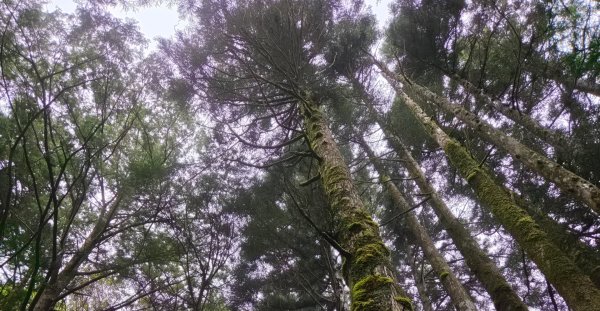 【中級山】宜蘭小百岳，三星山3131437