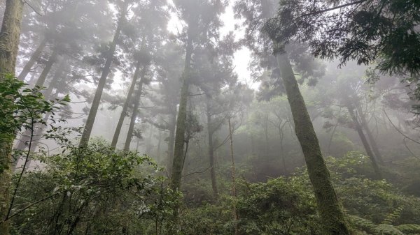 112.06.03風櫃嘴-頂山-石梯嶺-擎天崗東峰-頂山西南峰2172383