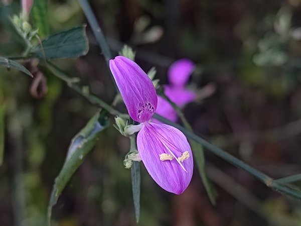 盆貿里山三盆連走2749537