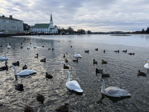 [紐約馬之行-21] 2025_1104 托寧湖(Tjörnin)