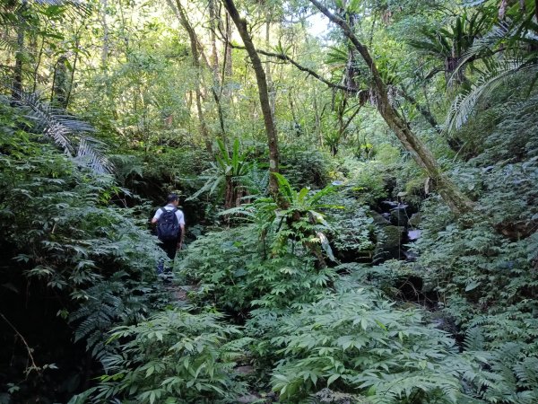 坪林區南闊瀨行(枋山坑古道+枋山坑崙+闊瀨越嶺保甲路O型)2916764