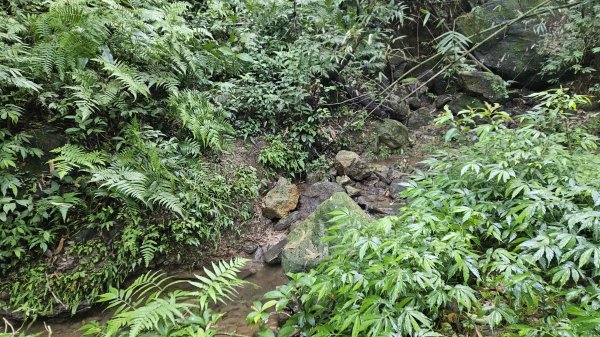20251124綠峰山莊到天籟-大孔尾步道-南勢湖步道2944102