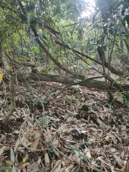 香路古道(巡護中路徑不明顯)暫時不要去2529801