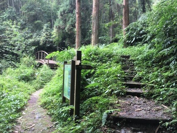 陽光灑落幼蛤山道-瑞太古道61830