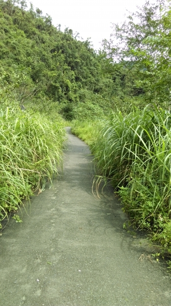 宜蘭大同鄉:九寮溪歩道105.07.1055793