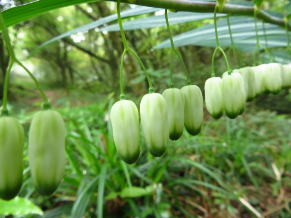 陽明山國家公園原生花草62620