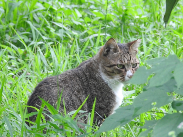 20161029 台北植物園生態記錄67250