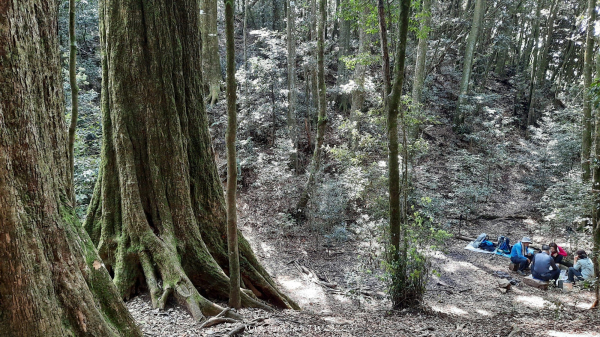 《台中》夫妻樹｜鳶嘴西稜線長壽山醜崠山