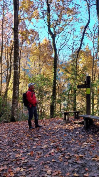 熱血一日霞喀羅賞楓之旅2784996