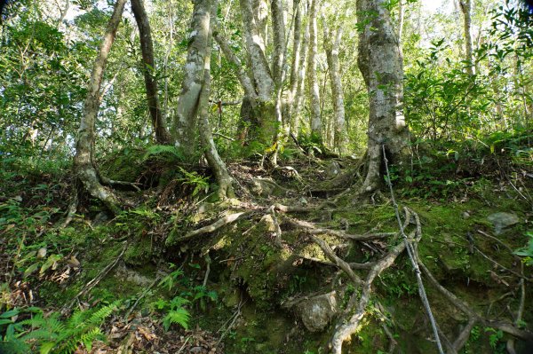 桃園 復興 復興尖山2867094