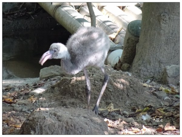 台北市動物園之旅1498051
