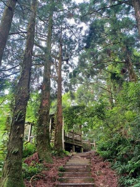 【桃園復興】台灣百大必訪步道。 東眼山森林遊樂區-東眼山自導式步道2835925