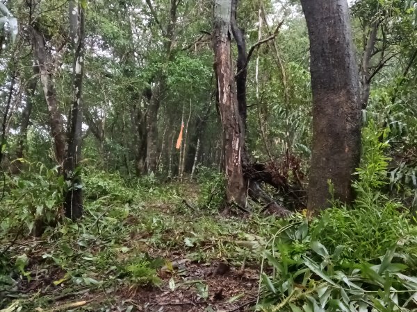 雙溪區中坑橋+中坑西山尾稜+中坑西山+內盤山坑古道+中坑橋O型2929526