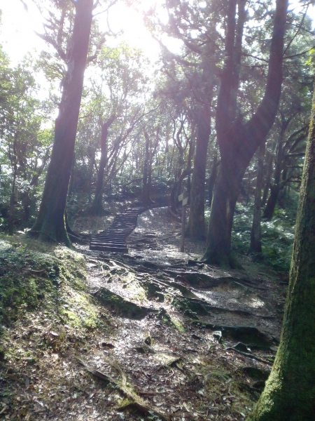 東眼山國家森林遊樂區 104.02.1652439