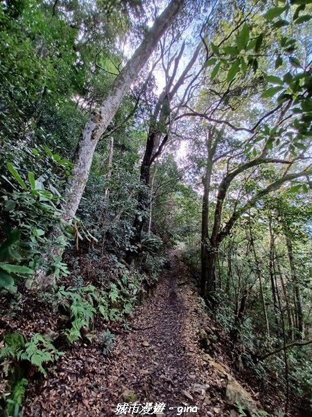 【台中和平】清風徐來蟬鳴聲。 谷關七雄~馬崙山步道2324414