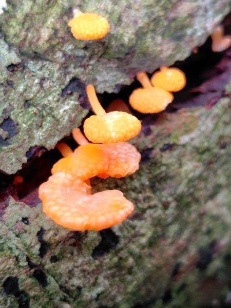 矢場谷山連走勃子山2804972