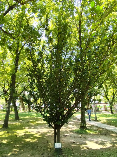 大港墘公園、大安森林公園、大稻埕、天母【走路趣尋寶】【臺北健走趣】2554259